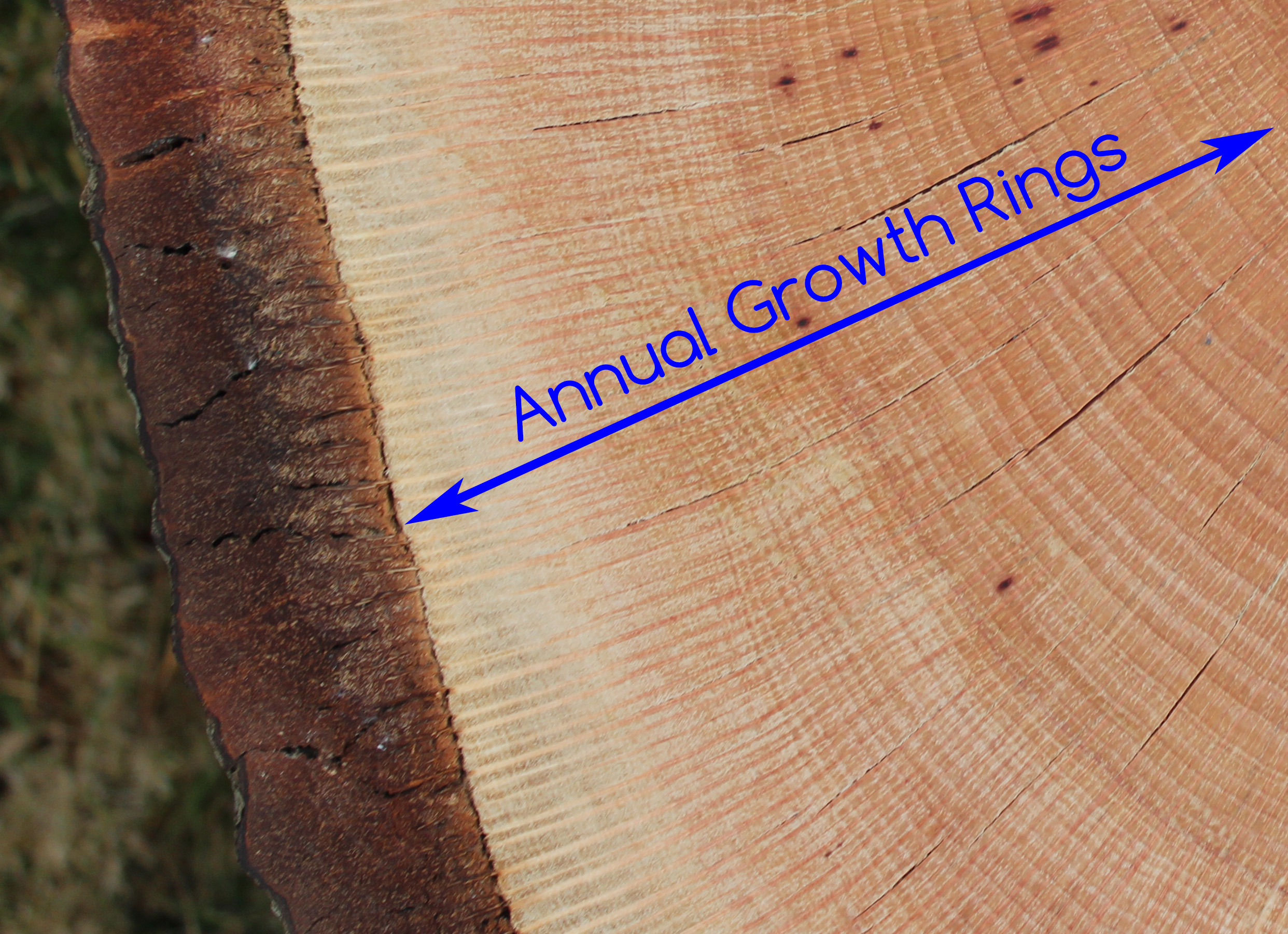 Annual Growth Rings Learning Among The Oaks